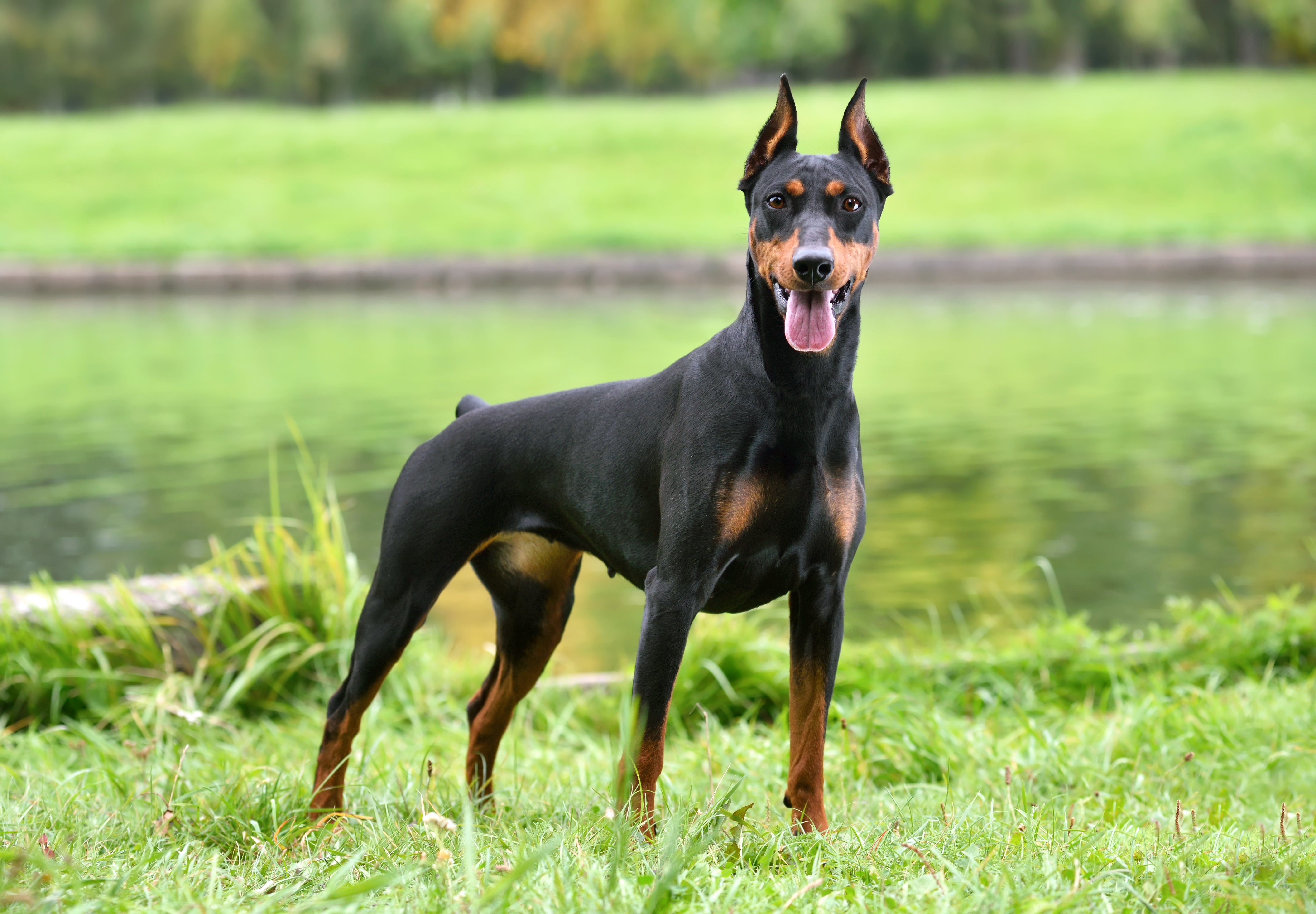 German Pinscher Dog Breed & Adoption Information | Petfinder